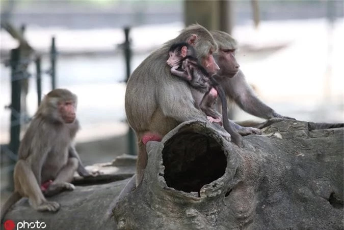 Hai huoc canh khi dau cho bam dit me, doi di khap noi-Hinh-6