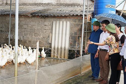 Hưng Yên: Bỏ chăn nuôi manh mún, nhà nông bắt tay nhau làm giàu