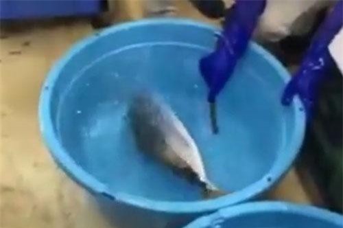 Clip: Xem người Nhật hồi sinh cá đông lạnh bằng nước ấm 