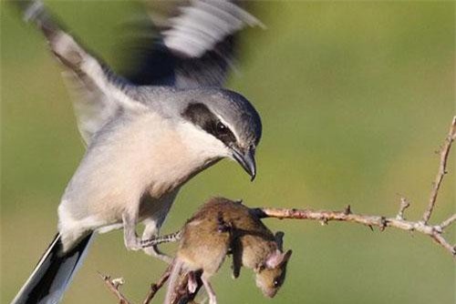 Clip: Loài chim "đồ tể" chuyên găm xác con mồi vào gai nhọn