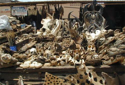 Cận cảnh chợ bùa ngải toàn đầu lâu, xương sọ ở châu Phi