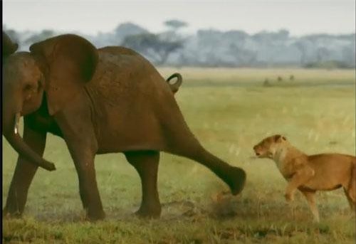 Clip: Voi “tử chiến” với đàn sư tử để bảo vệ em trai