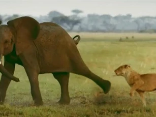 Clip: Voi “tử chiến” với đàn sư tử để bảo vệ em trai
