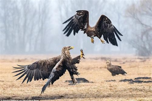 Đại bàng kịch chiến phân định ngôi "bá chủ bầu trời"