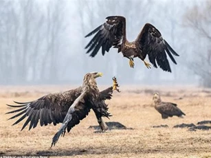 Đại bàng kịch chiến phân định ngôi "bá chủ bầu trời"