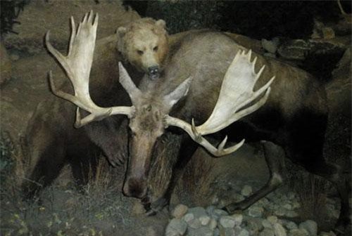 CLip: Gấu xám Bắc Mỹ dùng tuyệt kỹ săn mồi, hạ sát nai sừng xám trong tích tắc