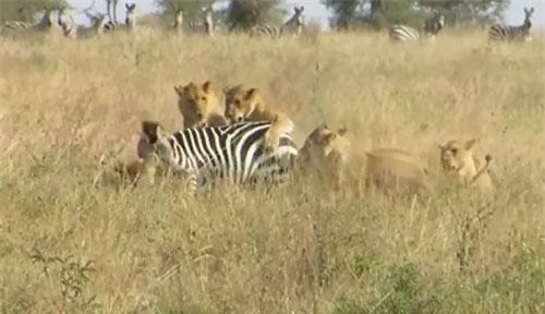 CLIP: Đàn sư tử đoạt mạng ngựa vằn trong "một nốt nhạc"