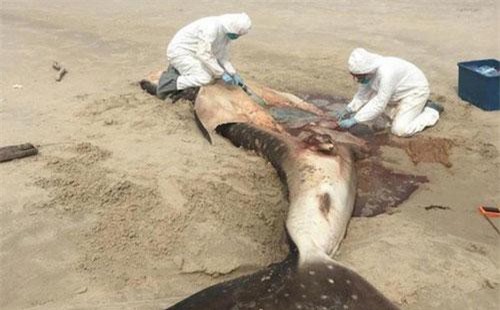 Sự thật tàn nhẫn quanh cái chết của cá nhám voi trên bờ biển với bụng đầy túi nilon
