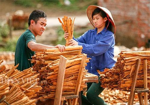 Quảng Ninh: Ở đây dân í ới gọi nhau đi làm từ tờ mờ sáng, càng nắng càng vui