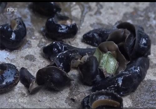 Clip: Sinh vật lạ giống đỉa khiến người dân Đồng Tháp lo lắng