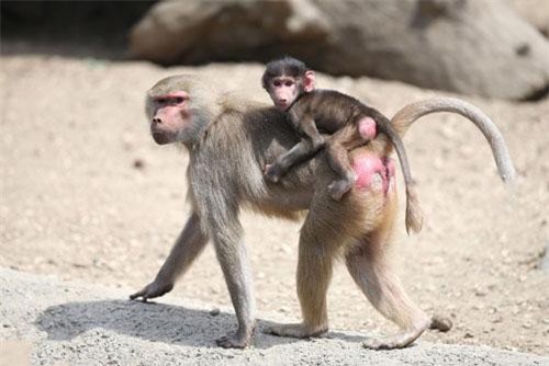 Hài hước cảnh khỉ đầu chó bám đít mẹ, đòi đi khắp nơi