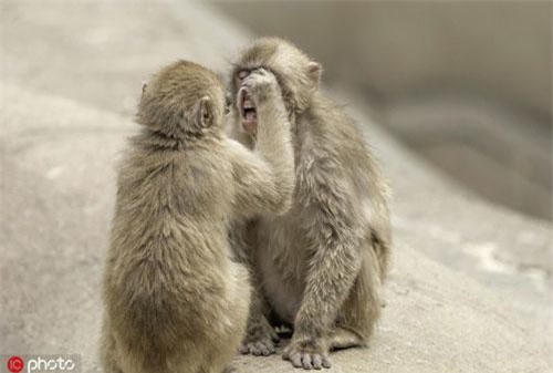 Khỉ nghịch ngợm học đòi làm nha sĩ, tỉ mỉ khám răng bạn