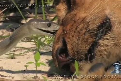 CLIP: Sư tử chết thảm khi chạm trán rắn mamba đen