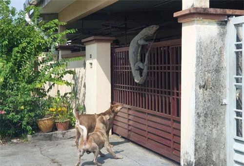 Thấy chó sủa vang nhà, chạy ra phát hiện "quái vật" hãi hùng