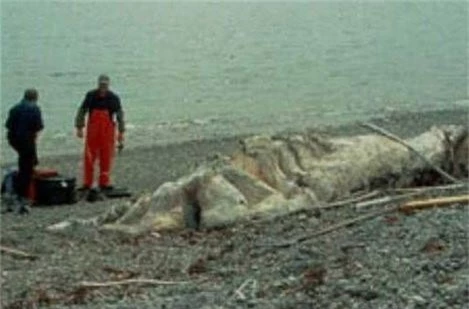 Thủy quái được phát hiện trên bãi biển Newfoundland