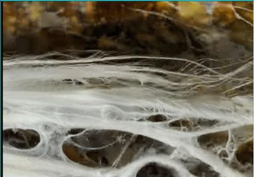 Khám phá gây sốc của các nhà khoa học về người ngoài hành tinh