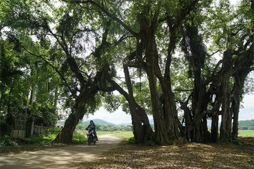Kỳ bí cây sanh cổ 800 tuổi trong phim Ma làng: “Thần hộ mệnh”
