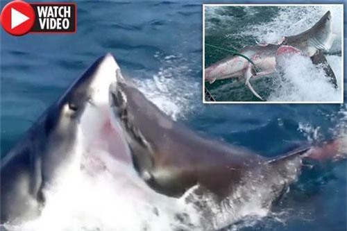 Clip: Khoảnh khắc cá mập trắng kịch chiến lẫn nhau, tung đòn chí mạng