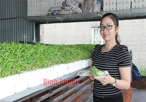 Chỉ trồng 500m2 rau mầm, cặp vợ chồng lãi 700 ngàn đồng/ngày