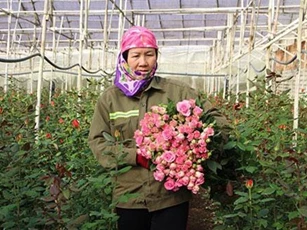 Lâm Đồng: Khi nhà nông liên kết với doanh nghiệp để làm giàu