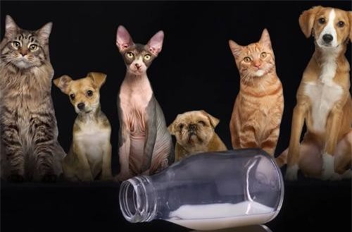 Bạn phải là người thật tinh mắt mới tìm ra đáp án đúng