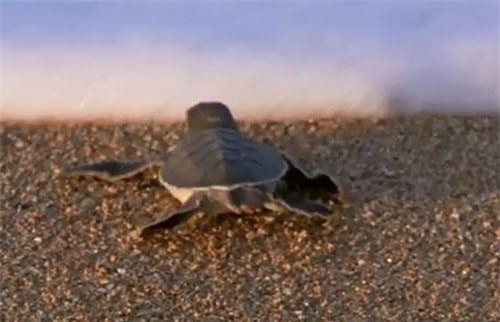 Clip: Nín thở theo dõi cuộc đua “tử thần” của rùa con vừa nở tìm về biển