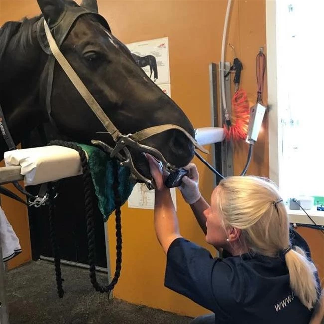 Cô đã chi cả triệu đô để chăm sóc các chú ngựa của mình