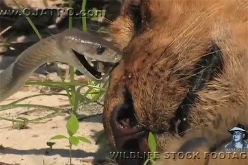 CLIP HOT (13/7): Sư tử chạm trán rắn mamba đen và cái kết bất ngờ, giải mã bí ẩn về ẩn bộ lạc người lùn ở châu Phi