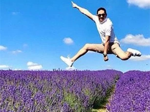 Cánh đồng hoa oải hương tĩnh lặng bỗng chật cứng khách du lịch