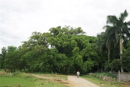 Cây sanh cổ thụ nằm ở đầu làng bản Suối Cốc, dưới chân núi của huyện Lương Sơn 