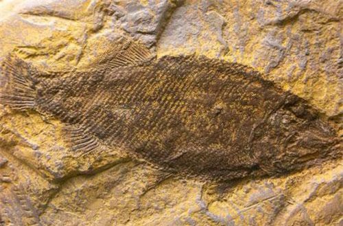 Vì sao một số loài sống sót sau sự kiện tuyệt chủng hàng loạt?