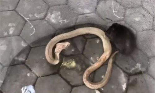 CLIP: Chuột cống tử chiến rắn hổ mang và cái kết