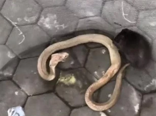 CLIP: Chuột cống tử chiến rắn hổ mang và cái kết