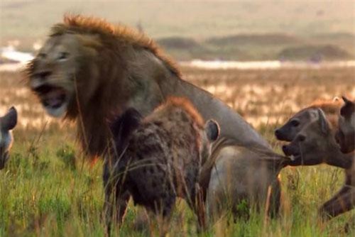 CLIP: Cận cảnh cuộc ác chiến kinh hoàng giữa sư tử đực và bầy linh cẩu