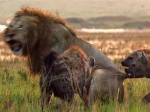 CLIP: Cận cảnh cuộc ác chiến kinh hoàng giữa sư tử đực và bầy linh cẩu