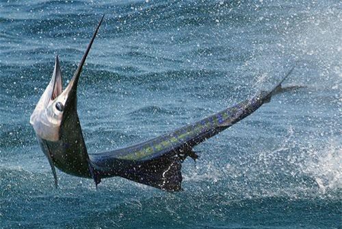 Bật mí những “kỷ lục” siêu dị trong thế giới động vật