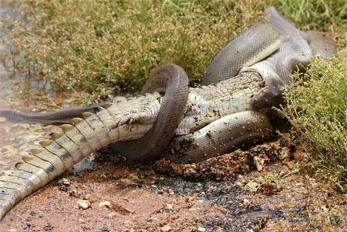 CLIP: ‘Lạnh sống lưng’ nhìn cảnh trăn khổng lồ nuốt chửng cá sấu