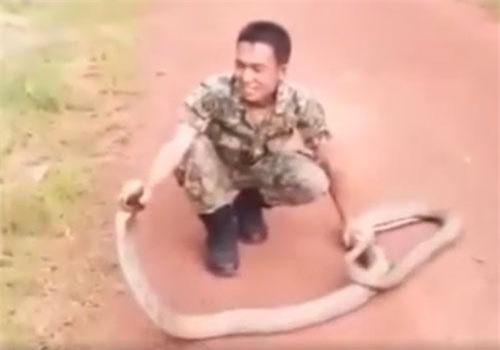 CLIP: 'Choáng' thanh niên dùng tay không bắt rắn hổ mang chúa quá nhẹ nhàng