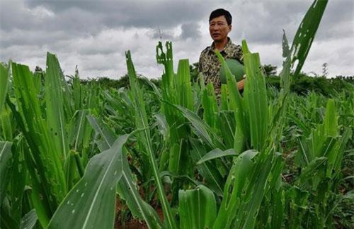 Gia Lai: Dân “khóc ròng” vì nạn sâu keo phá 5.000 ha ngô