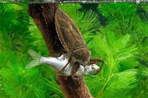 Sát thủ tàn bạo trong thế giới côn trùng giết chết cả rắn độc