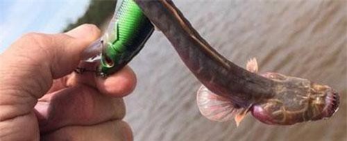 Câu được cá lạ không mắt, răng nhọn như kim