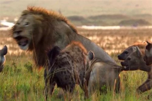 Sư tử đực bị bầy linh cẩu tấn công.