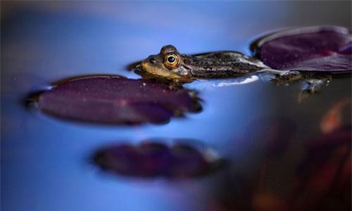 CLIP: ‘Chết cười’ với cách chống nóng thông minh của chú ếch này