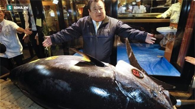 Đây chính là con cá ngừ được một ông chủ sushi ở Nhật Bản mua với mức giá 3,1 triệu USD vào hồi tháng 1 vừa qua.
