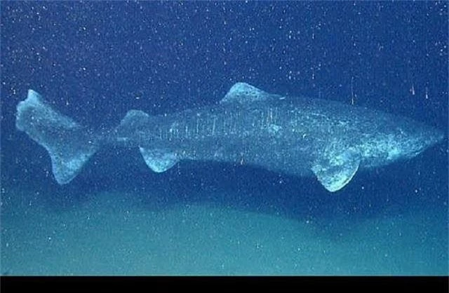 Cá mập Greenland.