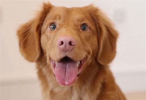 Bạn có biết: Thú cưng cũng có thể hiến máu cho nhau