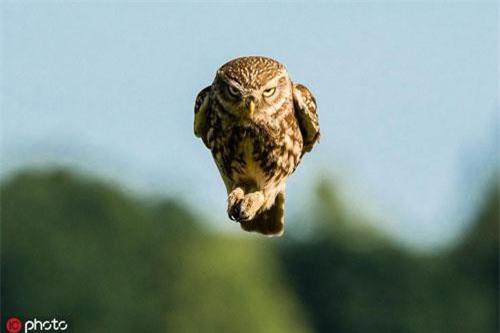 Máy ảnh lia đến, chim cú lập tức thể hiện 'ma thuật'