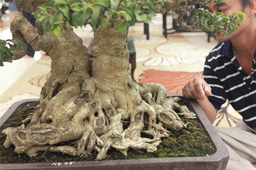 Sanh huynh đệ đặt trong nhà mà có giá cả một gia tài