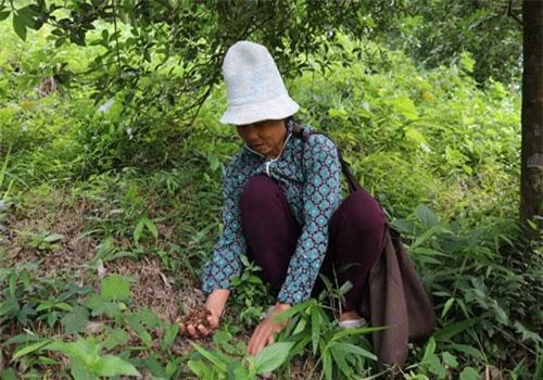 Ngày nào bà Hoàng Thị Tân cũng cùng một số người dân trong thôn tỏa ra khắp canhsrừng hồi để mót những bông hoa hồi còn sót lại dưới gốc.