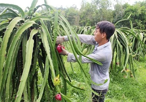 Sau nhiều năm kiên trì phát triển, xây dựng thương hiệu, đến nay thanh long ruột đỏcủa Vĩnh Phúc đã có chỗ đứng trên thị trường. Ảnh: Thanh Huyền